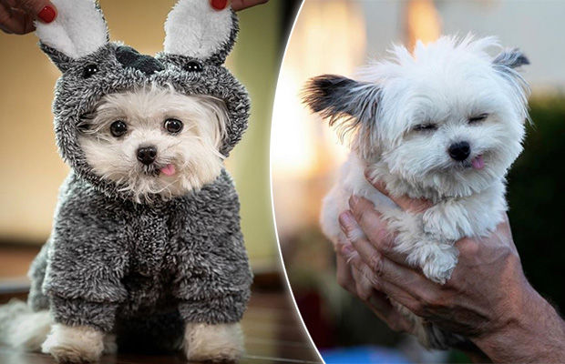 norbert the dog breed