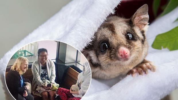 Sugar Glider Sale.jpg