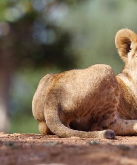 You Can Go On An Epic Photography Safari At Werribee Open Range Zoo