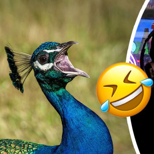 Kyle's Peacocks Can Say 1 Word... And It'll Give You Nightmares!