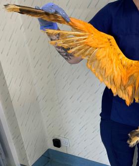 'Exotic' Bird Turns Out To Just Be Seagull Covered In Curry