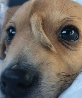 'Coolest Puppy Ever' Born With Second Tail On Its Head Has Been Rescued