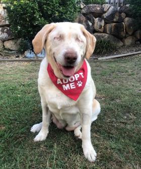 Blind Labrador Named Dumpling is Looking for a New Home