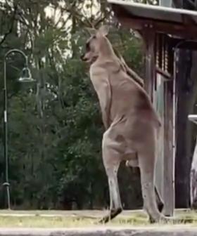 Dog Rescued After Terrifying Fight With Kangaroo