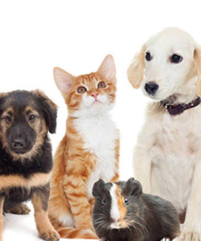 Our Animal Operations Are At Critical Point Rspca Urges People To Adopt A Pet