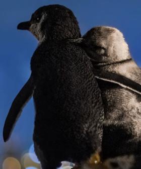 This Photo Of Two Widowed Penguins Consoling Each Other While Enjoying The Melbourne Skyline Is Too Much