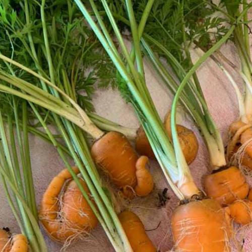 Some Aussies Have Harvested their Woolies ‘Little Garden’ Carrots And They’re Hilarious