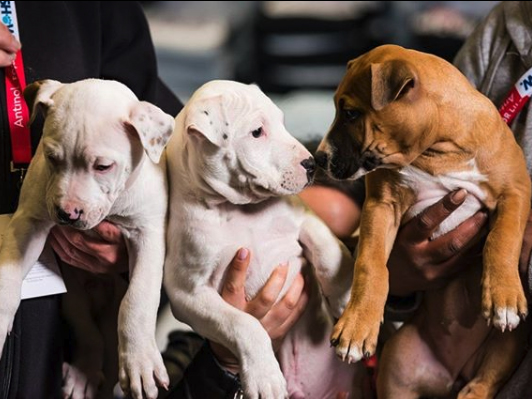 small dogs that dont shed for adoption