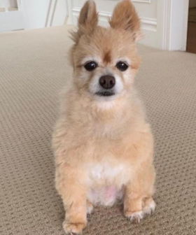 This Dog's Hilarious Isolation Haircut Has The Internet In Stitches