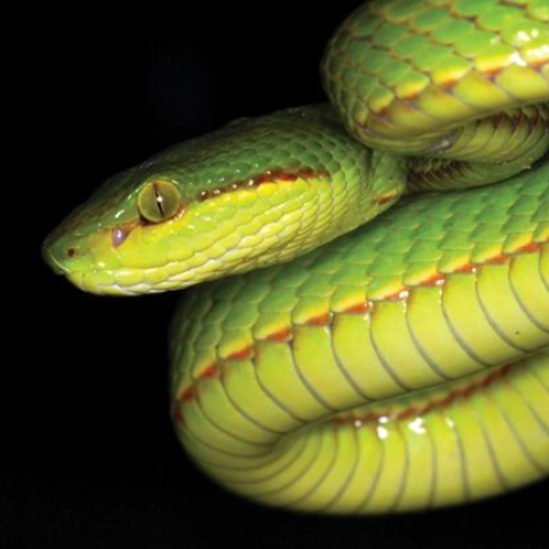 Scientists Who Discover New Species of Snake Decide To Name It After Harry Potter Character