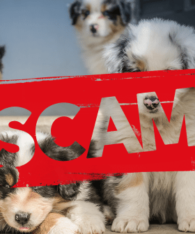 $700K LOST: The Puppy Scam That Is Occurring Across Australia As People Look To Isolate With Furry Friends