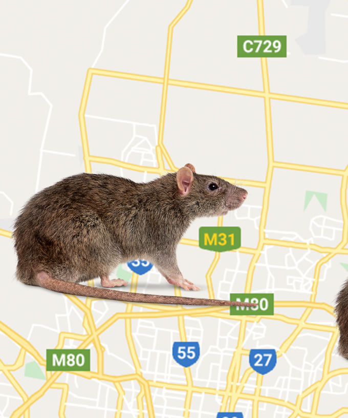Three Areas Of Melbourne Are Experiencing RAT INFESTATIONS
