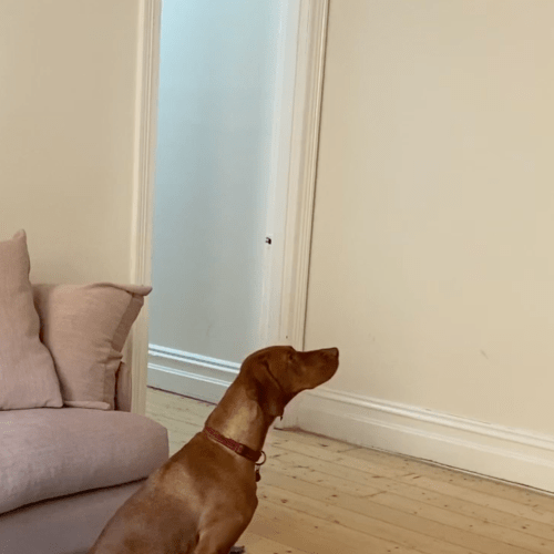 The Cute Dog Video With The Most Unexpected Ending!