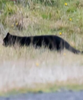 Photographer Spots Big Cat In Victoria Ranges With Locals Convinced It's The Otways Panther
