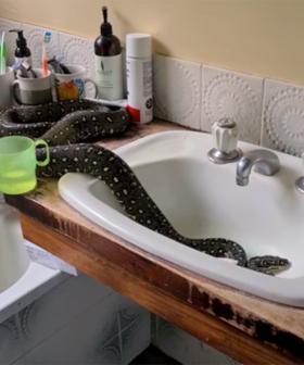 Family Finds Massive Diamond Python In Their Bathroom Sink Because, Ya Know, Straya