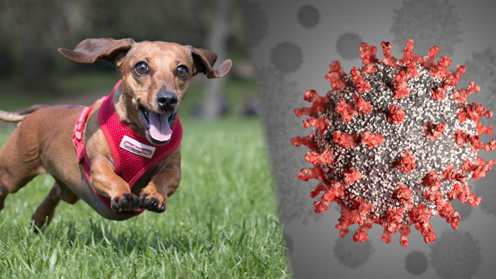 Victorian Government Clears Up Rules Around Dog Walking As ...