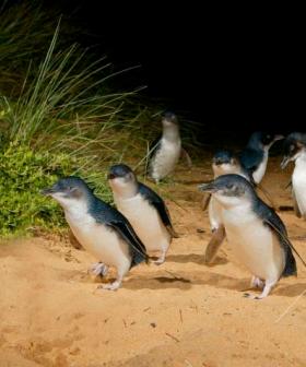 Victorians Urged To Help Young Penguins Suffering In Wild Weather