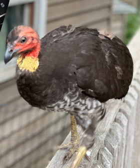 This Bizarre Turkey Story From A Community Facebook Group Is Actually Terrifying