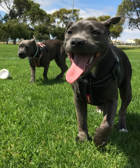 These Melbourne Suburbs Are Getting Brand New Dog Parks With Heaps of Fun Features
