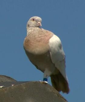 The Pigeon Who Flew 15,000km From Alabama To Australia Given The Death Sentence By Authorities