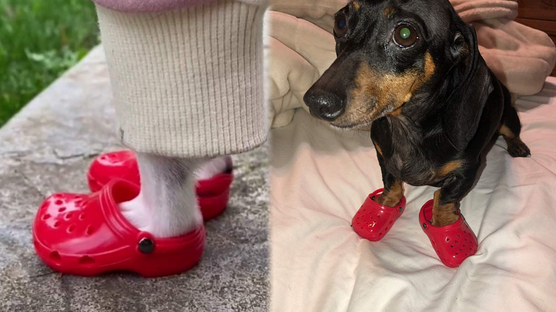dog with crocs