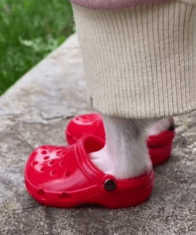 You Can Now Get Crocs For Your Dog, Just In Time For Winter!