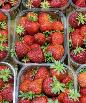Aussie Farmers Are Now Offering $100,000 Per Person To Pick Strawberries!