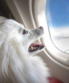 Pets Could Soon Be Allowed To Sit With Their Owners On Flights