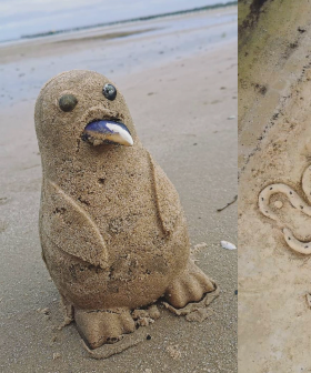Dozens of Sand Penguins Are Appearing On Altona Beach During Lockdown