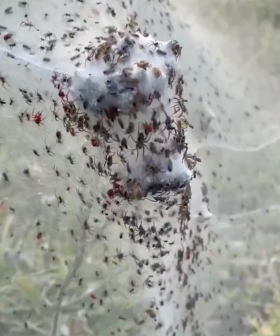 Millions of Spiders Cover Victorian Town With Cobwebs After Flooding