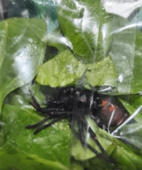 This Woolworths Shopper Had Quite A Surprising Reaction To Finding A SPIDER In Their Spinach