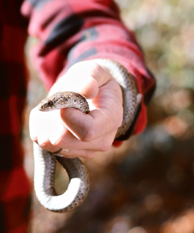 Jase & Lauren Settle The Debate: Is It Weird To Date A Snake Owner?