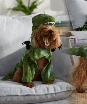 BIG W Has Released A New Range of Halloween Costumes For Your Pets