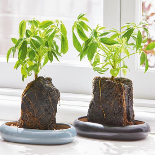 Heading Back To The Office? Brighten Your Desk With An Aldi Volcanic Rock Indoor Plant