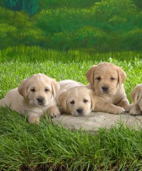 New Bill Passed In Victoria That Will Help Reunite Lost Pets With Owners!