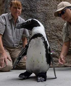 Zoo Penguin Gets Orthopaedic Shoes For Degenerative Foot Condition