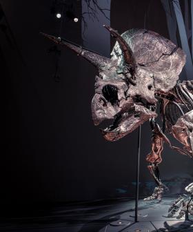 Melbourne Museum Is Letting You Have Your Own Night At The Museum!