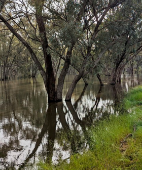 Echuca Residents On Wrong Side Of Flood Levee Left Feeling Like "Sacrificial Lambs"