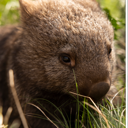 Woolworths Launches Adorable New Wally The Wombat Christmas Dessert - For A Good Cause!