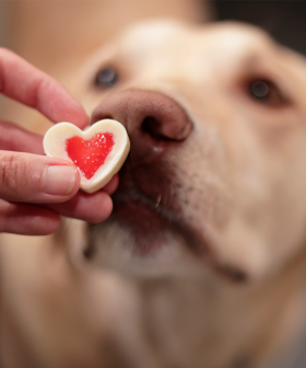 There's A Fine Dining Valentine's Day Experience For Dogs Coming To Melbourne!