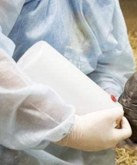 Victorian zoo welcomes birth of rare rhino calf