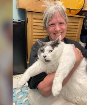 The Internet Falls In Love With Patches The 19 Kilo Cat And Gets Him Adopted!