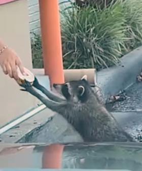 Check Out This ADORABLE Raccoon Getting A Free Donut For 'International Donut Day'