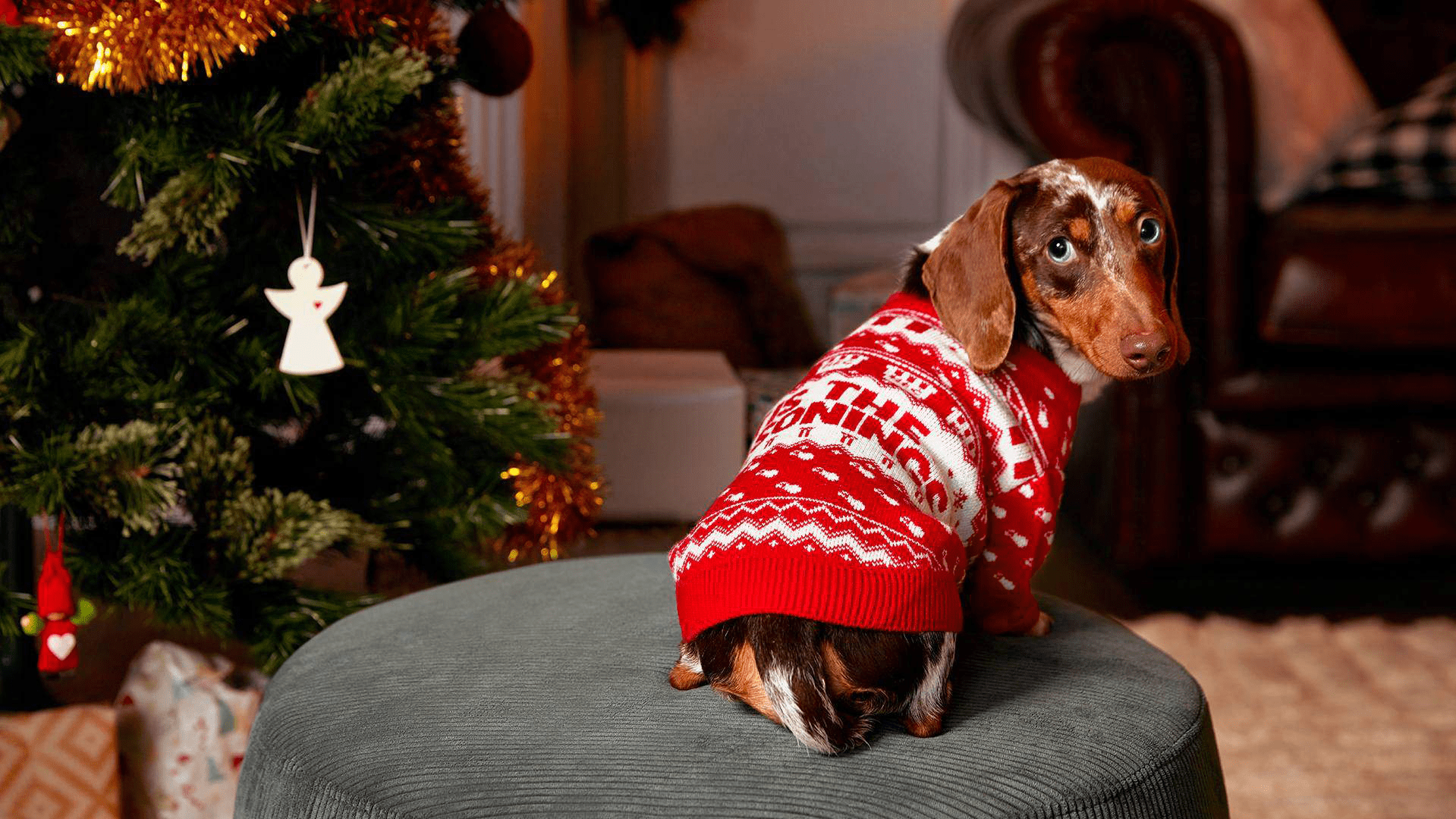 Ugly dachshund christmas best sale sweater