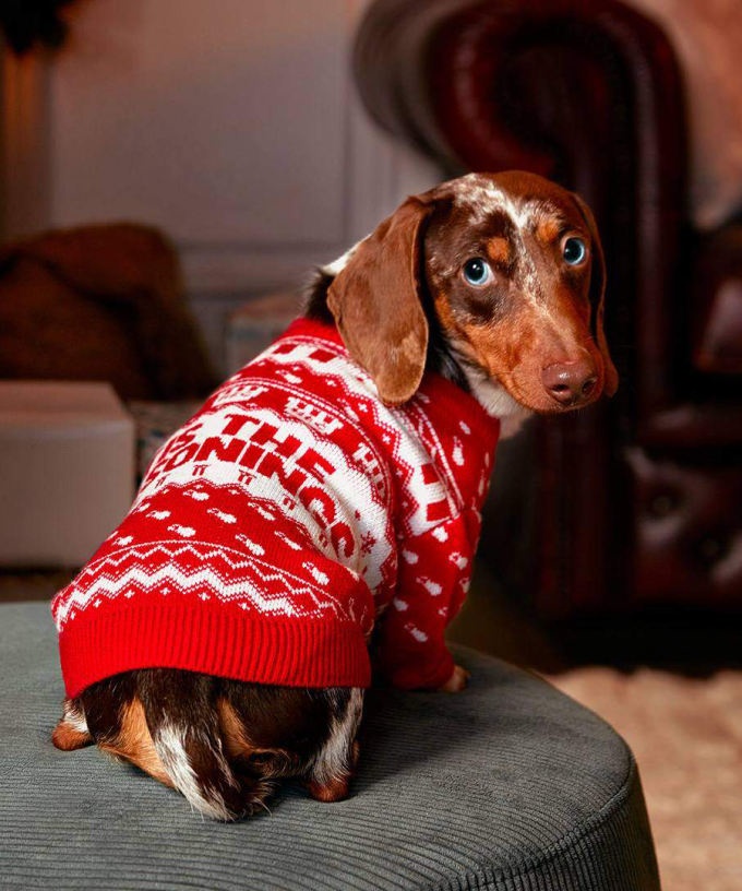 KFC Have Blessed Us And Our Pets With Some Truly Horrendous