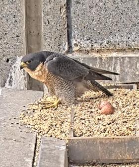 A New Pair Of Peregrine Falcons Have Started Nesting On 367 Collins Street